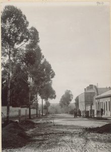 Figure 4 Kintore_Avenue_c1908_State_Library_B13758